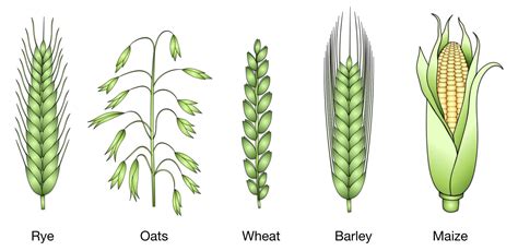 CEPLAS: Why research on barley can improve not only our beer