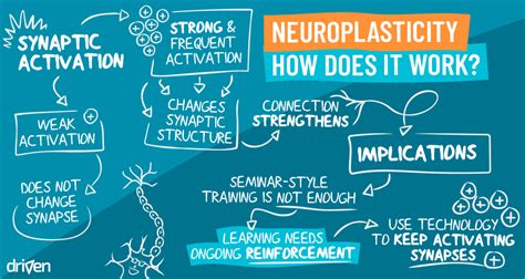 How Neuroplasticity Changes The Brain - Driven