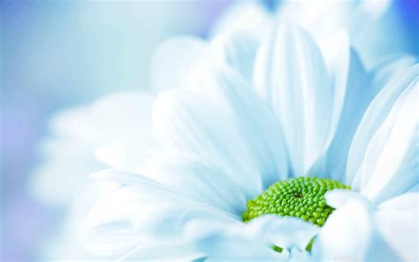 Free download 20 White Flower Backgrounds Wallpapers FreeCreatives [2880x1800] for your Desktop ...