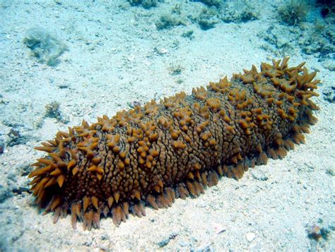 Sea Cucumber – "OCEAN TREASURES" Memorial Library