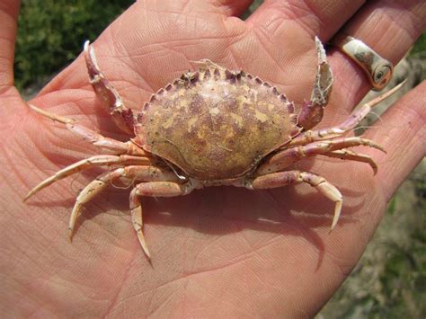 Identifying European Green Crab – Washington Sea Grant