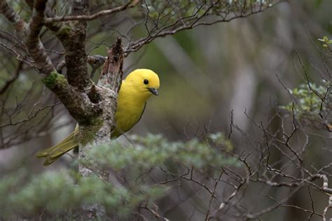 We’re worried about mohua | Conservation blog