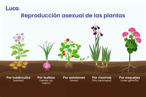 Aprende sobre autoregeneración en la reproducción asexual de plantas