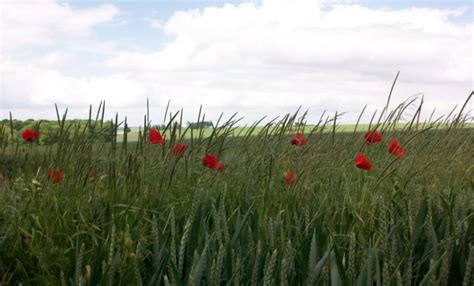 The poppy as a symbol of remembrance - The Long, Long Trail