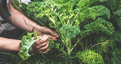 How to Harvest Kale for Constant Growth and Abundant Crops