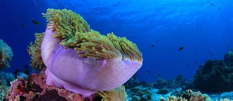 AnemoneReef-1 | Sirolodive Phuket - PADI Scuba Dive Center