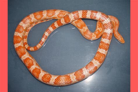 35 Best Corn Snake Morphs: Colors, Pictures, Price