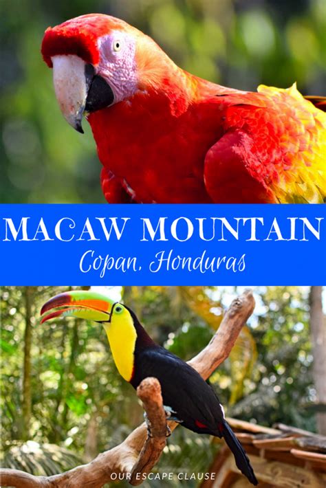 Macaw Mountain: Our Favorite Experience in Copan, Honduras - Our Escape Clause