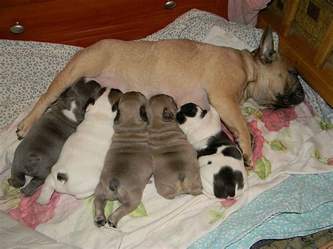 1920x1080px, 1080P Free download | french bulldog mommy and puppies, mother and baby, pets ...