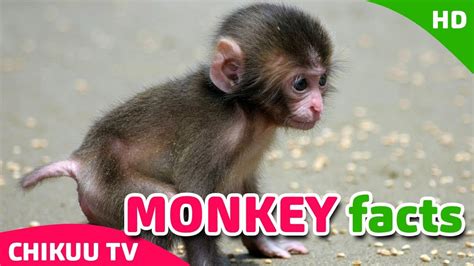 Capuchin Monkey Facts For Kids | Kids Matttroy