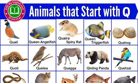 20 Animals that Start with Q | Animals beginning with Q » Onlymyenglish.com