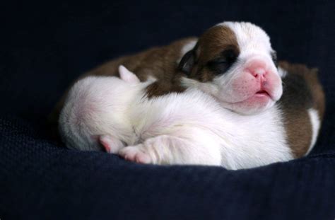 newborn-bulldog-puppies-2 | Bulldog puppies, Newborn puppies, Puppies