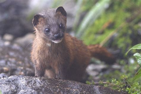 Suzy's Animals of the World Blog: THE SIBERIAN WEASEL