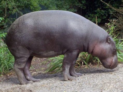 Pygmy Hippopotamus - A Profile - Zoo Animals Zoo Guide