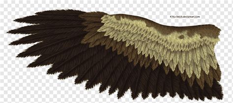 Bald Eagle Drawing Bird Golden eagle, Wing, bald Eagle, bird, feather ...