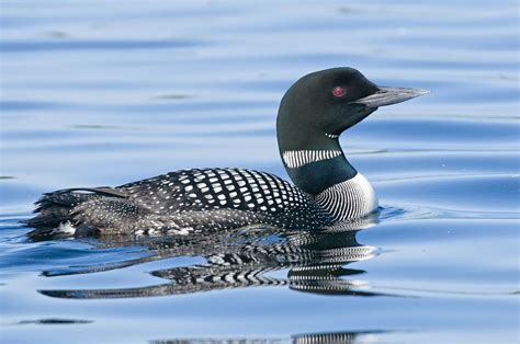 Facts About the Common Loon | Common loon, Loon photography, Loon photo