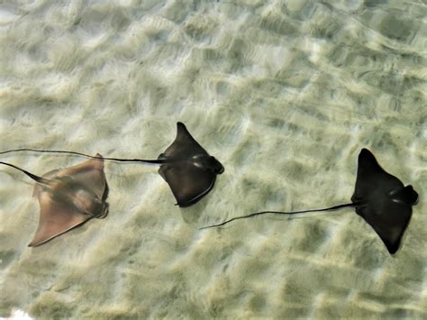 WATCH: Eagle ray gives birth to four little pups at the Aquarium!