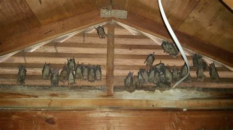 What to do When You Have Bats in Your Attic? | Wildlife Pros