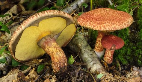 Suillus spraguei: The Red and Yellow Eastern Painted Suillus