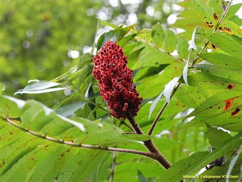 DOC Poison Ivy, Poison Oak and Poison Sumac | Duncannon Appalachian ...