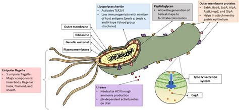 Microorganisms | Free Full-Text | An Overview of Helicobacter pylori Survival Tactics in the ...