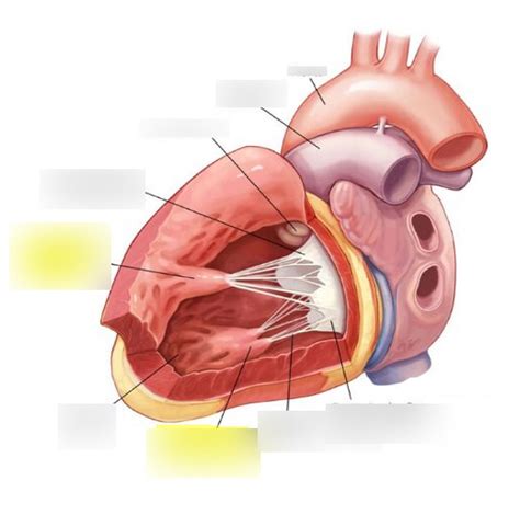 Papillary Muscles Diagram | Quizlet