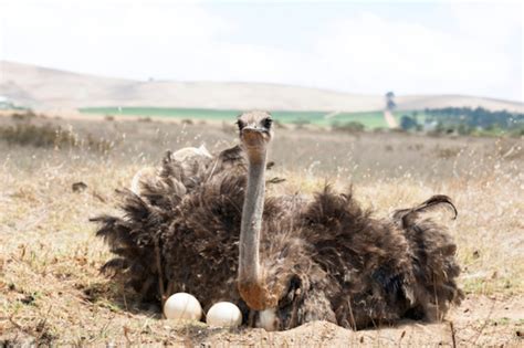 Female Ostrich sitting on nest of eggs