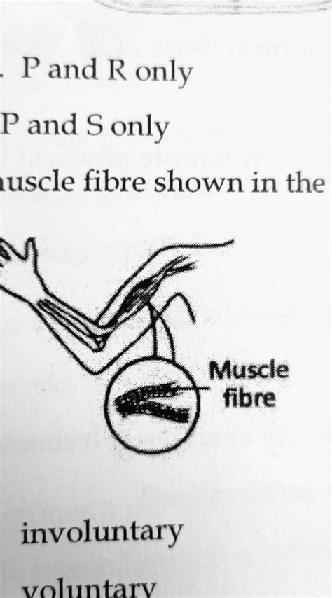 SOLVED: 'The muscle fibre shown in the diagram is: Muscle fibre a. involuntary C. voluntary and ...