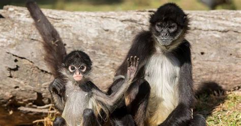 Spider Monkey babies growing up | Taronga Conservation Society Australia