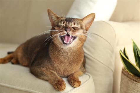 Cat Teeth Plaque & Tartar: Causes, Symptoms, & Treatment - Cats.com