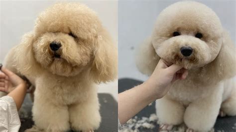 Dạy nghề cắt tỉa lông cho thú cưng tốt nhất | How to grooming for poodle? - YouTube