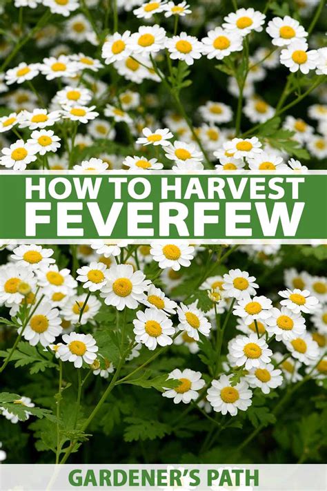 How to Harvest Feverfew | Gardener’s Path