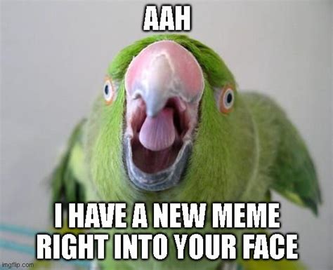 Parrot Meme by SuperMarioFan65 on DeviantArt