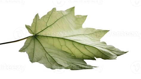 Macro Image of Green Maple Leaf on Transparent Background. . 24560655 PNG