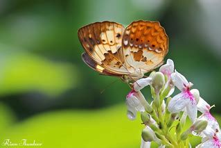 Rustic Butterfly (Cupha erymanthis) | Rison Thumboor | Flickr