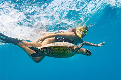 Sea Turtle Snorkeling Experience in Akumal Bay, Playa del Carmen