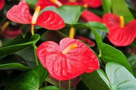 25 Amazing Red Houseplants and How to Grow Them - Petal Republic