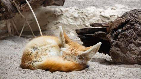 Fennec Fox Wallpapers (32+ images inside)