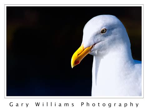 Moss Landing Wildlife–Sea Gull | Gary Williams Photography