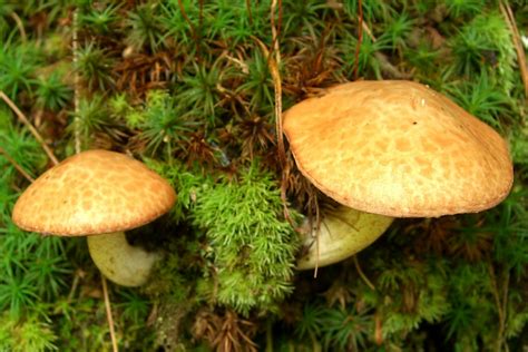Suillus subaureus: The Ultimate Mushroom Guide