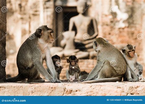 Monkeys in Lopburi, Thailand Stock Image - Image of brick, playing: 135145601