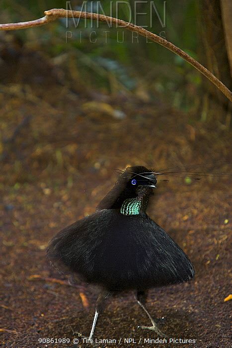 WESTERN PAROTIA stock photo - Minden Pictures