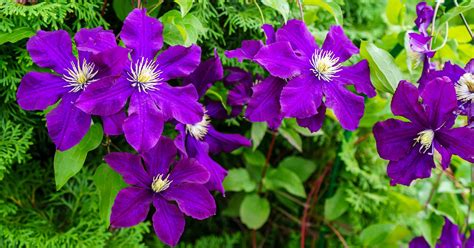 Choosing 15 Clematis Varieties For Shade With The International Clematis Society | Horticulture ...