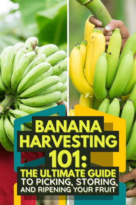 Banana Harvesting 101: The Ultimate Guide to Picking, Storing, and ...