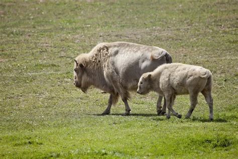 White buffalo Pictures, White buffalo Stock Photos & Images ...