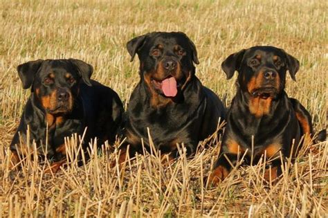 Are Rottweilers Dangerous Dogs?