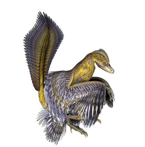 Microraptor Dinosaur Photograph by Friedrich Saurer