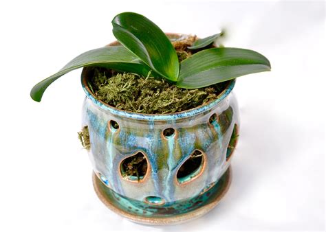 Orchid pot | Clay orchid pots, Orchid pot, Ceramic plant pots