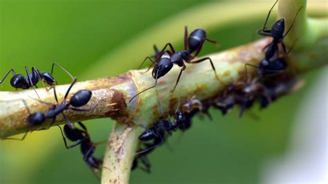 In Social Insects, Researchers Find Hints for Controlling Disease