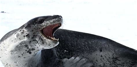 Buffet buddies: footage reveals that fierce leopard seals work together when king penguin is on ...